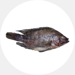 Tilapia Black